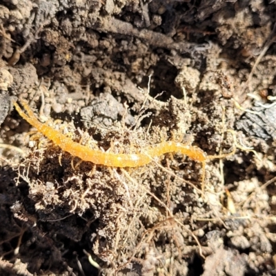 Unidentified Centipede (Chilopoda) at Coolumburra, NSW - 21 Jul 2023 by trevorpreston