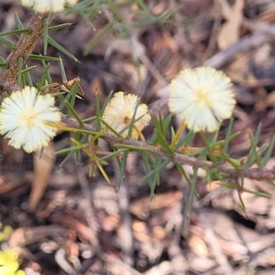 Acacia ulicifolia (Prickly Moses) at Coolumburra, NSW - 22 Jul 2023 by trevorpreston