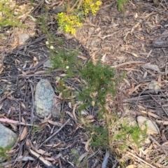 Acacia ulicifolia at Coolumburra, NSW - 22 Jul 2023 09:42 AM