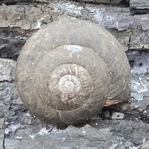 Pommerhelix mastersi at Coolumburra, NSW - 22 Jul 2023 09:39 AM