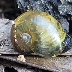 Helicarion cuvieri (A Semi-slug) at Coolumburra, NSW - 22 Jul 2023 by trevorpreston