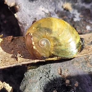 Helicarion cuvieri at Coolumburra, NSW - 22 Jul 2023 09:38 AM