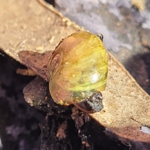 Helicarion cuvieri at Coolumburra, NSW - 22 Jul 2023 09:38 AM