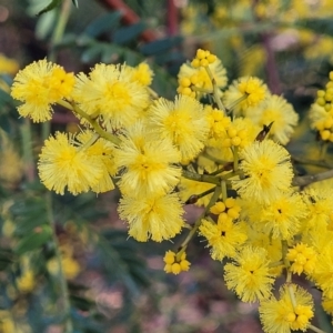 Acacia terminalis at Coolumburra, NSW - 22 Jul 2023