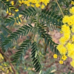 Acacia terminalis at Coolumburra, NSW - 22 Jul 2023