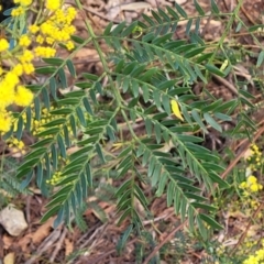 Acacia terminalis at Coolumburra, NSW - 22 Jul 2023