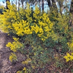 Acacia terminalis at Coolumburra, NSW - 22 Jul 2023 09:35 AM