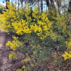 Acacia terminalis at Coolumburra, NSW - 22 Jul 2023