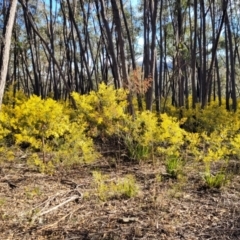 Acacia terminalis at Coolumburra, NSW - 22 Jul 2023 09:35 AM