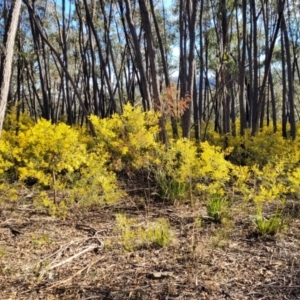 Acacia terminalis at Coolumburra, NSW - 22 Jul 2023