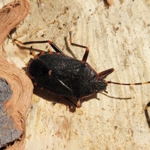 Notius depressus at Oallen, NSW - 22 Jul 2023 09:09 AM