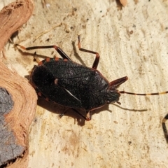 Notius depressus (Shield bug) at Oallen, NSW - 21 Jul 2023 by trevorpreston