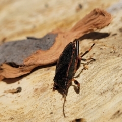 Notius depressus at Oallen, NSW - 22 Jul 2023 09:09 AM