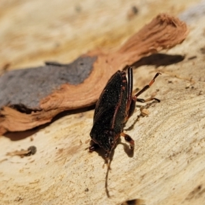 Notius depressus at Oallen, NSW - 22 Jul 2023 09:09 AM