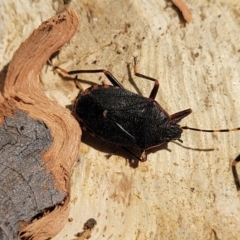 Notius depressus at Oallen, NSW - 22 Jul 2023 09:09 AM