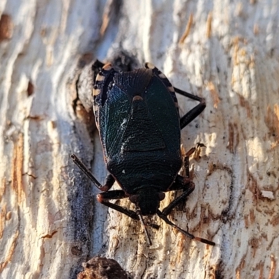 Notius depressus (Shield bug) at Oallen, NSW - 22 Jul 2023 by trevorpreston