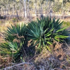 Yucca aloifolia (Spanish Bayonet) at QPRC LGA - 21 Jul 2023 by trevorpreston