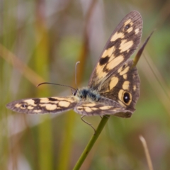 Heteronympha cordace (Bright-eyed Brown) at Gibraltar Pines - 29 Dec 2022 by KorinneM