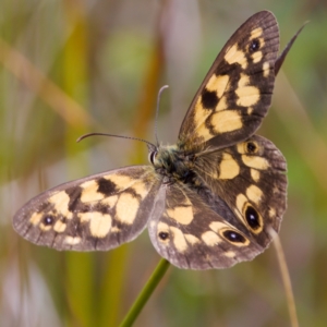 Heteronympha cordace at Paddys River, ACT - 29 Dec 2022