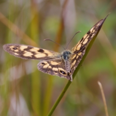 Heteronympha cordace at Paddys River, ACT - 29 Dec 2022