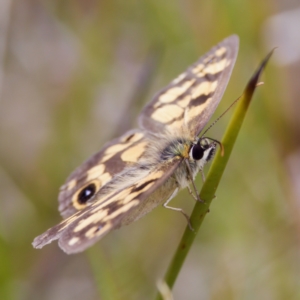 Heteronympha cordace at Paddys River, ACT - 29 Dec 2022