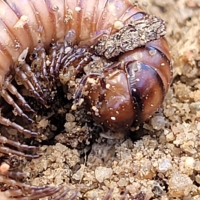 Juliformia sp. (superorder) (A Juliform millipede) at Oallen, NSW - 21 Jul 2023 by trevorpreston