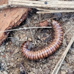 Juliformia sp. (superorder) at Oallen, NSW - 22 Jul 2023