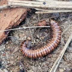 Juliformia sp. (superorder) at Oallen, NSW - 22 Jul 2023