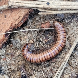 Juliformia sp. (superorder) at Oallen, NSW - 22 Jul 2023