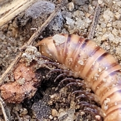 Juliformia sp. (superorder) at Oallen, NSW - 22 Jul 2023