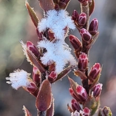 Leucopogon attenuatus (Small-leaved Beard Heath) at Oallen, NSW - 21 Jul 2023 by trevorpreston
