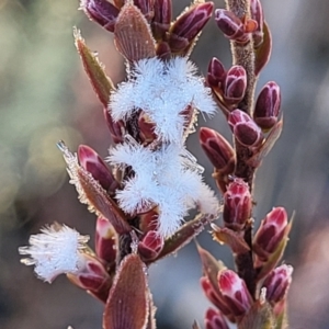 Leucopogon attenuatus at Oallen, NSW - 22 Jul 2023