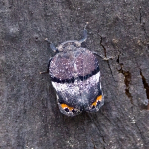 Platybrachys vidua at Paddys River, ACT - 29 Dec 2022