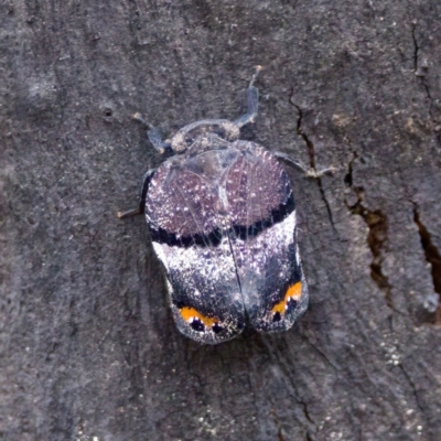 Platybrachys vidua (Eye-patterned Gum Hopper) at Paddys River, ACT - 29 Dec 2022 by KorinneM