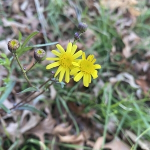 Senecio madagascariensis at O'Connor, ACT - 22 Jul 2023 04:46 PM