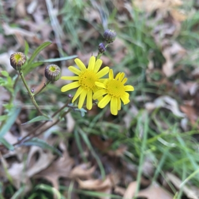 Senecio madagascariensis (Madagascan Fireweed, Fireweed) at O'Connor, ACT - 22 Jul 2023 by Ned_Johnston