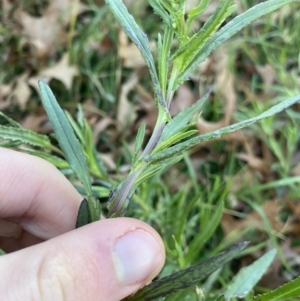 Senecio madagascariensis at O'Connor, ACT - 22 Jul 2023