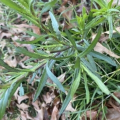 Senecio madagascariensis at O'Connor, ACT - 22 Jul 2023