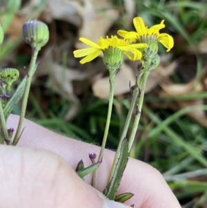 Senecio madagascariensis at O'Connor, ACT - 22 Jul 2023 04:46 PM