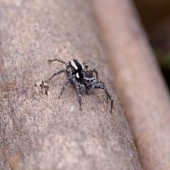 Jotus frosti (Frost's jumping spider) at Gibraltar Pines - 29 Dec 2022 by KorinneM