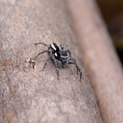 Jotus frosti (Frost's jumping spider) at Paddys River, ACT - 29 Dec 2022 by KorinneM