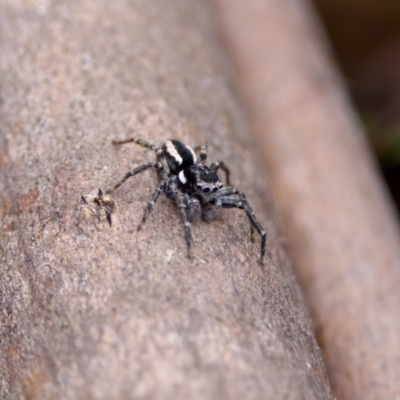 Jotus frosti (Frost's jumping spider) at Paddys River, ACT - 29 Dec 2022 by KorinneM