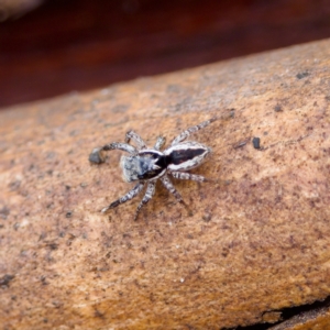 Jotus sp. (genus) at Paddys River, ACT - 29 Dec 2022