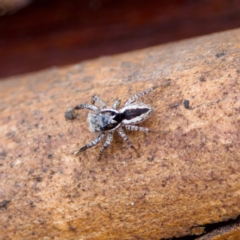 Jotus sp. (genus) (Unidentified Jotus Jumping Spider) at Paddys River, ACT - 29 Dec 2022 by KorinneM