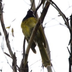 Nesoptilotis leucotis (White-eared Honeyeater) at Gibraltar Pines - 29 Dec 2022 by KorinneM