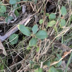 Lonicera japonica (Japanese Honeysuckle) at Mount Majura - 22 Jul 2023 by waltraud