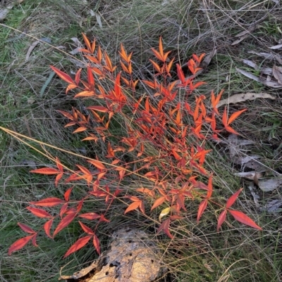 Nandina domestica (Sacred Bamboo) at Mount Majura - 22 Jul 2023 by waltraud