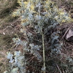 Acacia baileyana (Cootamundra Wattle, Golden Mimosa) at Mount Majura - 22 Jul 2023 by waltraud