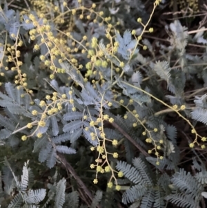 Acacia baileyana at Majura, ACT - 22 Jul 2023