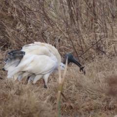 Unidentified at suppressed - 21 Jul 2023